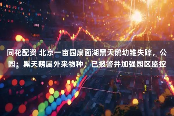 同花配资 北京一亩园扇面湖黑天鹅幼雏失踪，公园：黑天鹅属外来物种，已报警并加强园区监控